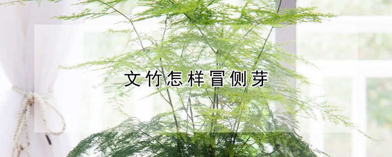 文竹怎样冒侧芽