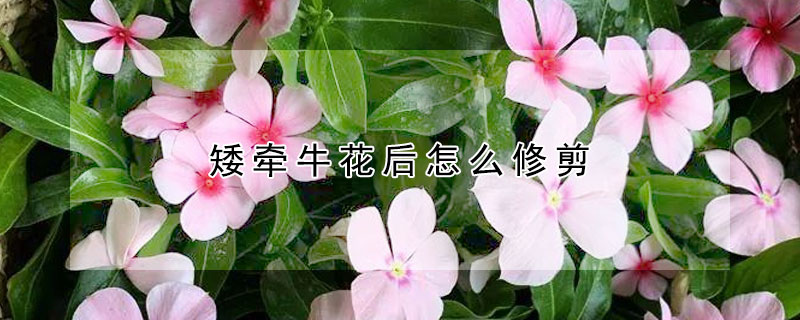 矮牵牛花后怎么修剪