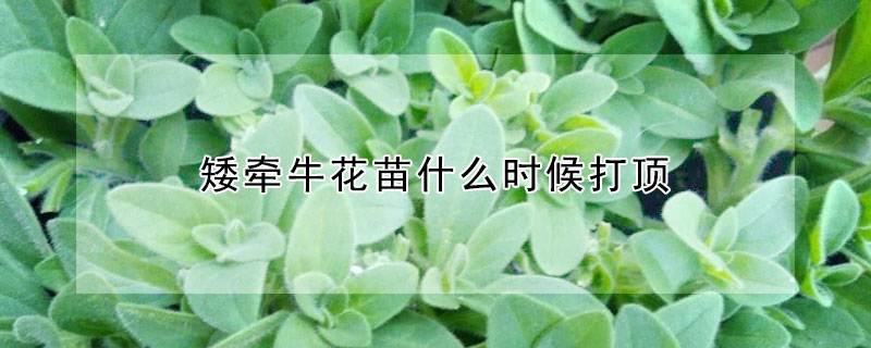 矮牵牛花苗什么时候打顶