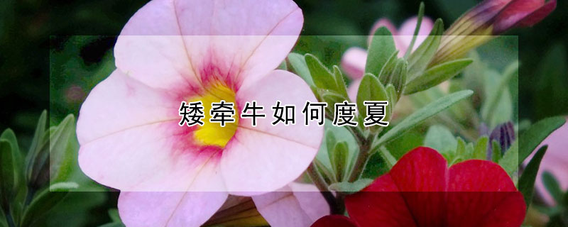 矮牵牛如何度夏