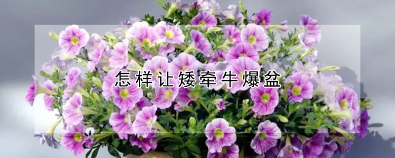 怎样让矮牵牛爆盆