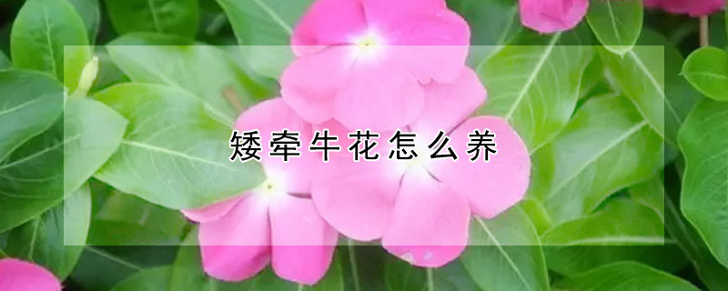 矮牵牛花怎么养