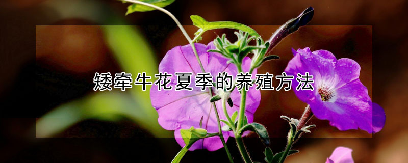 矮牵牛花夏季的养殖方法