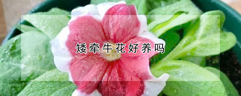 矮牵牛花好养吗