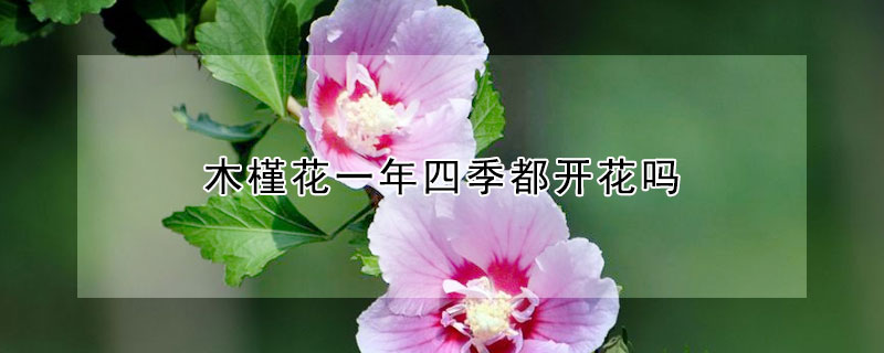 木槿花一年四季都开花吗