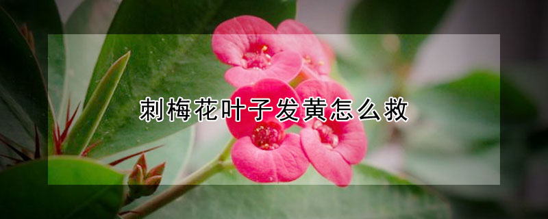 刺梅花叶子发黄怎么救