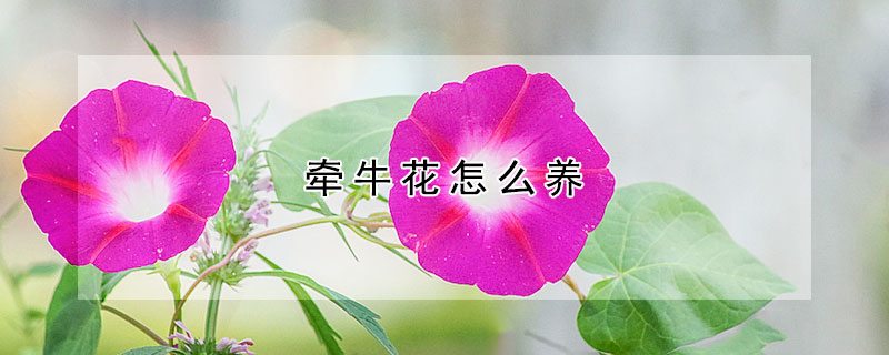 牵牛花怎么养