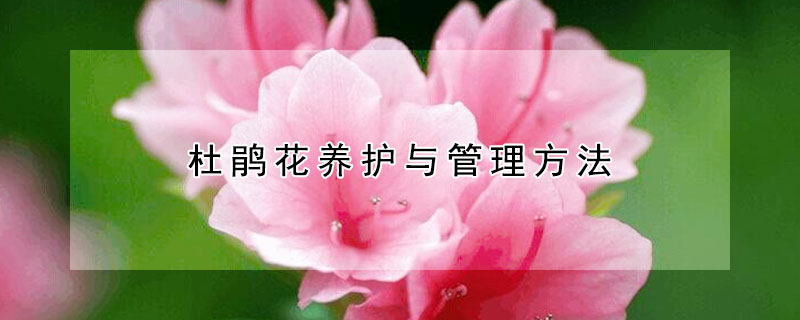 杜鹃花养护与管理方法