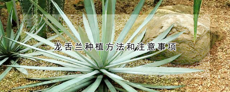 龙舌兰种植方法和注意事项