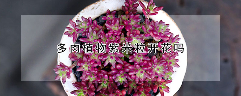 多肉植物紫米粒开花吗
