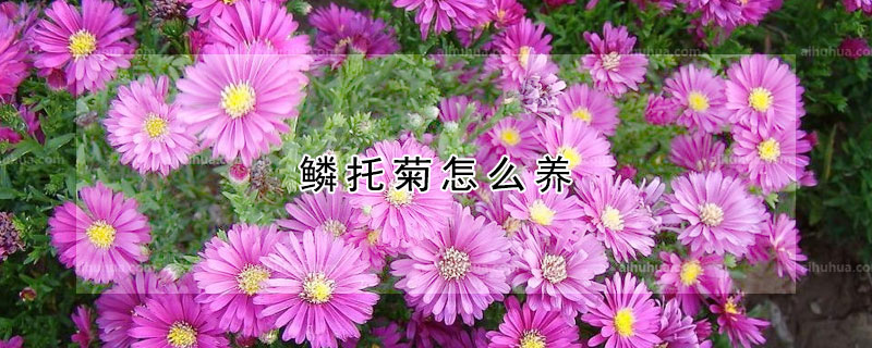 鳞托菊怎么养