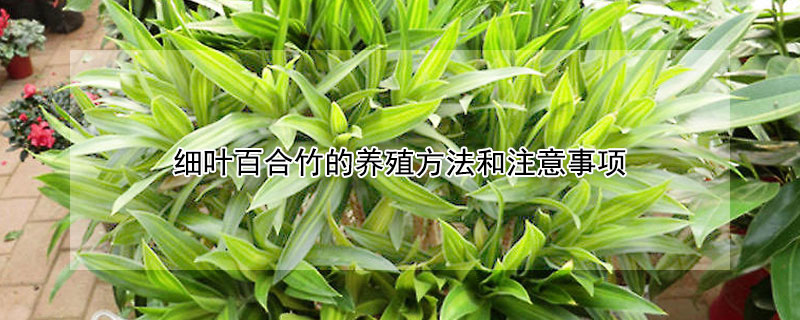 细叶百合竹的养殖方法和注意事项