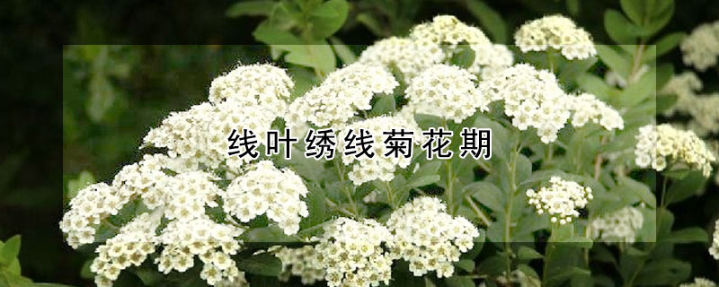 线叶绣线菊花期