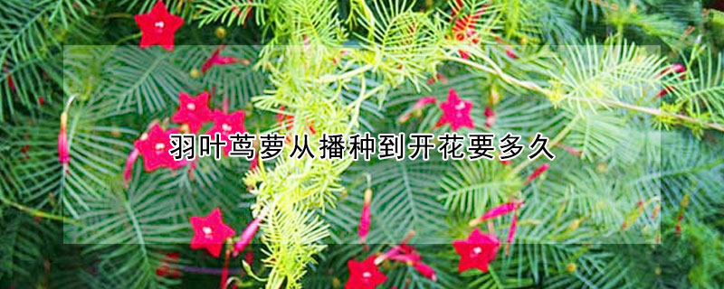 羽叶茑萝从播种到开花要多久