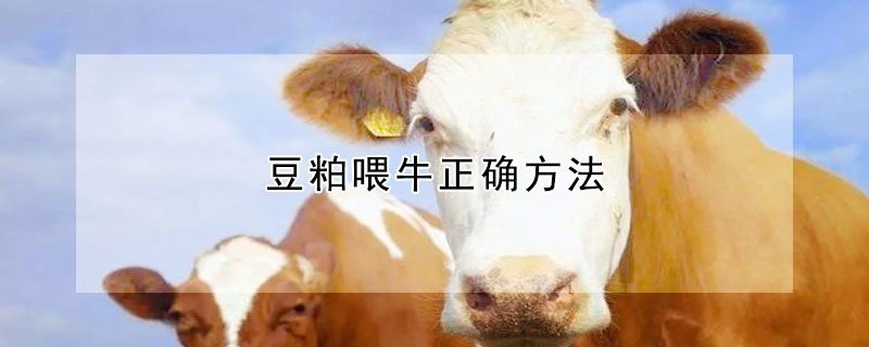 豆粕喂牛正确方法