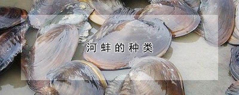 河蚌的种类