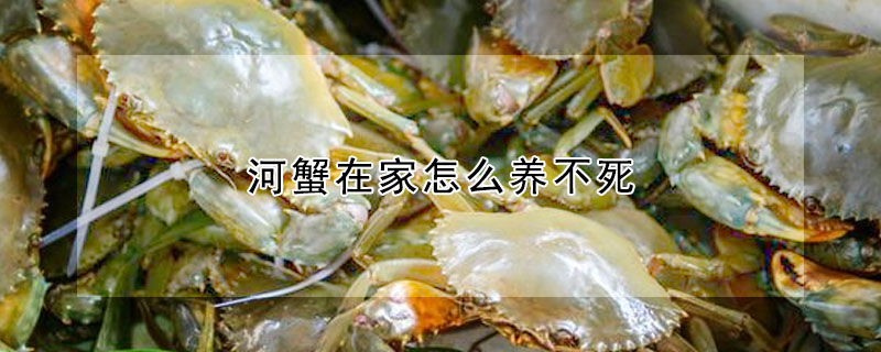 河蟹在家怎么养不死