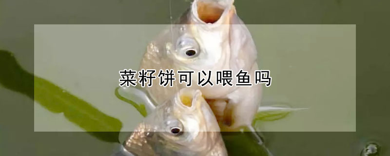 菜籽饼可以喂鱼吗