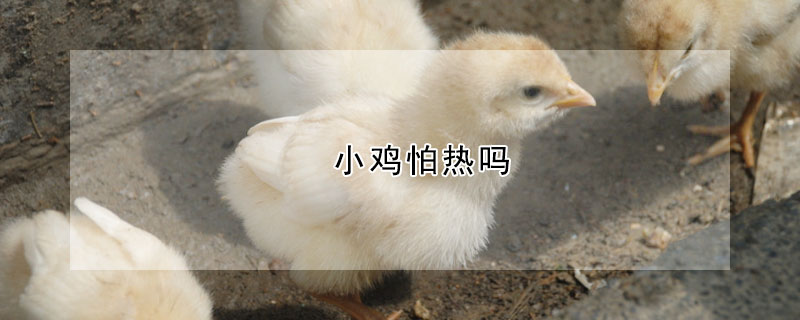 小鸡怕热吗