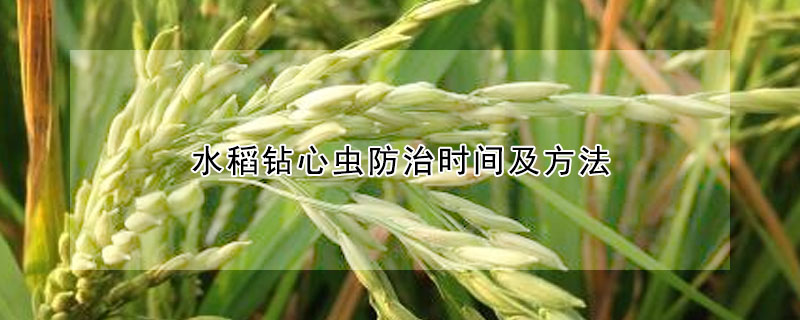 水稻钻心虫防治时间及方法