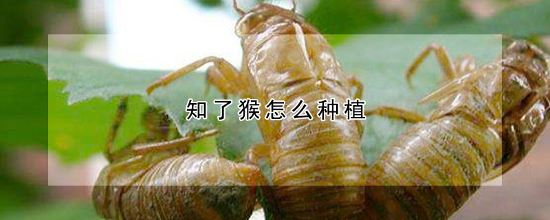 知了猴怎么种植