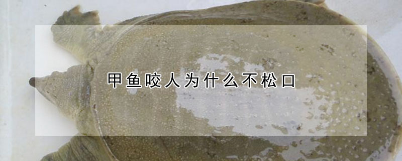 甲鱼咬人为什么不松口