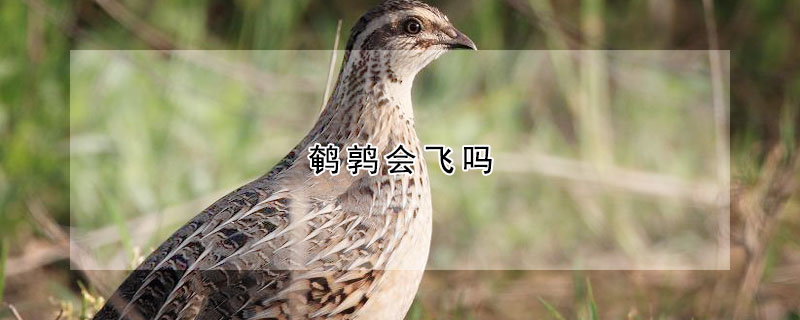 鹌鹑会飞吗
