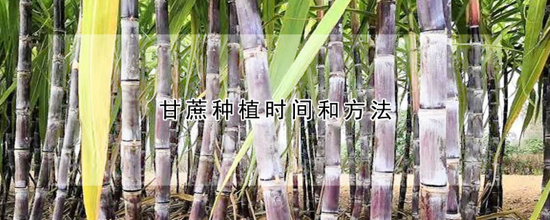 甘蔗种植时间和方法