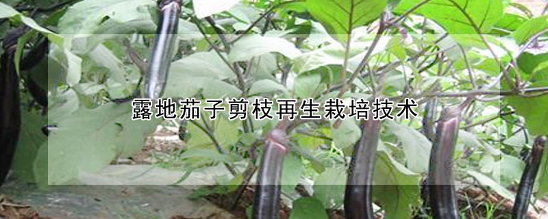 露地茄子剪枝再生栽培技术