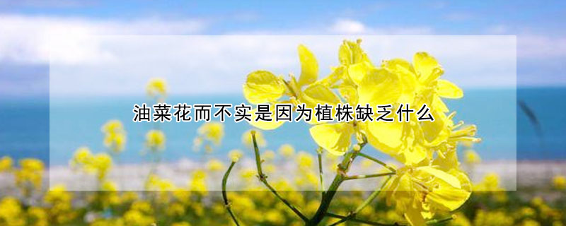 油菜花而不实是因为植株缺乏什么