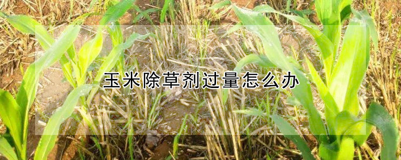 玉米除草剂过量怎么办