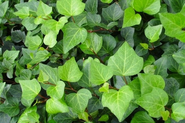 常见20种净化空气的室内植物 净化室内空气最好的植物