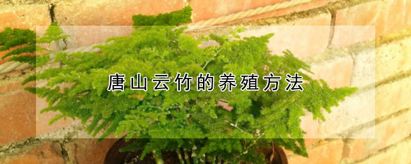 唐山云竹的养殖方法