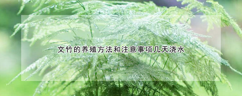 文竹的养殖方法和注意事项几天浇水