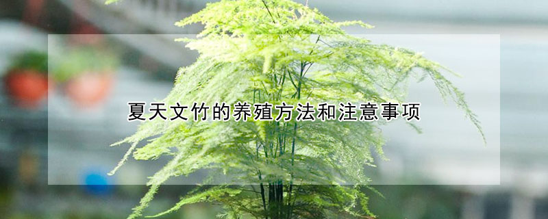 夏天文竹的养殖方法和注意事项