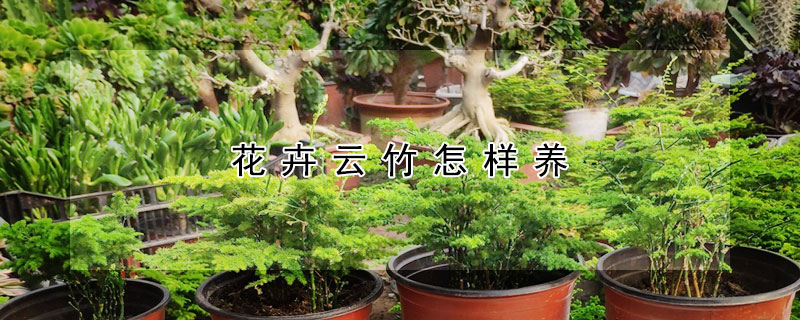 花卉云竹怎样养