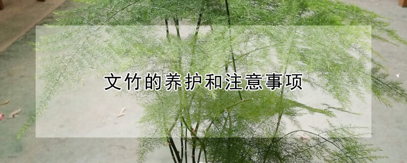 文竹的养护和注意事项