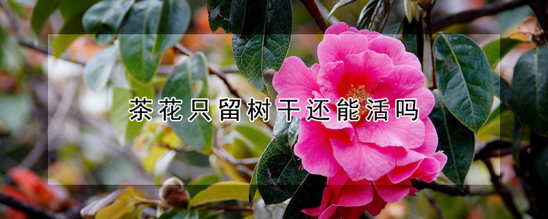 茶花只留树干还能活吗