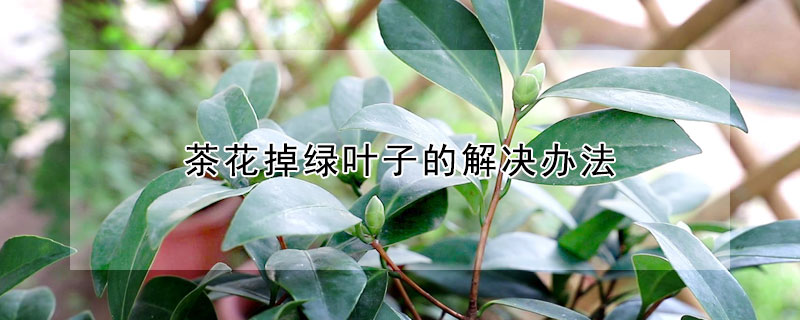 茶花掉绿叶子的解决办法