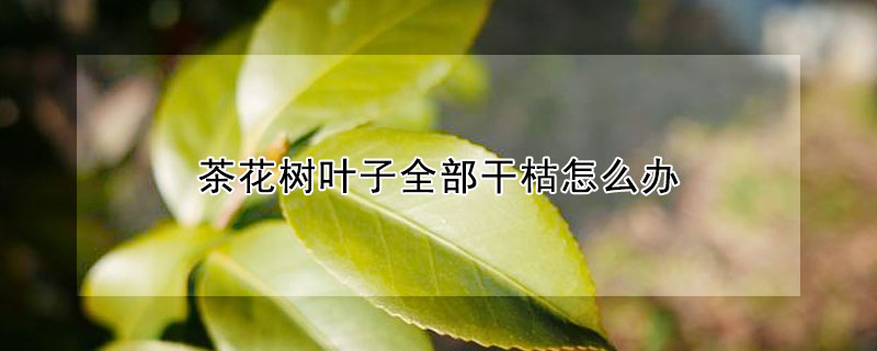 茶花树叶子全部干枯怎么办