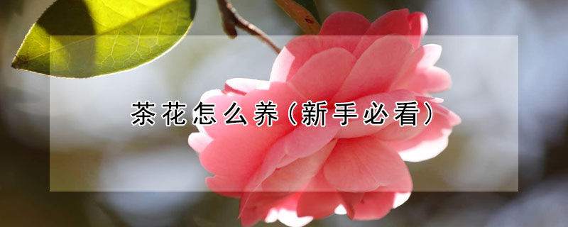 茶花怎么养(新手必看)