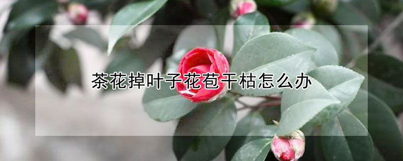 茶花掉叶子花苞干枯怎么办