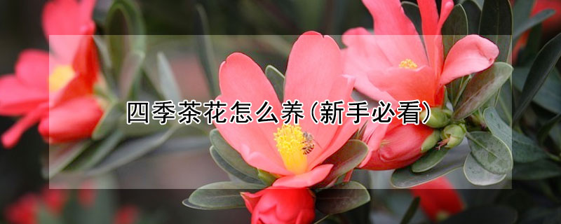 四季茶花怎么养(新手必看)