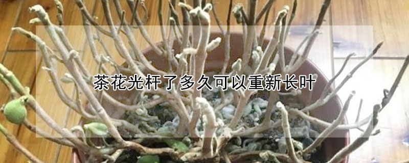 茶花光杆了多久可以重新长叶