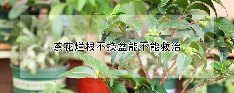 茶花烂根不换盆能不能救治