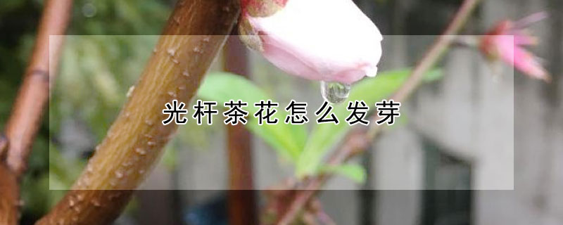 光杆茶花怎么发芽