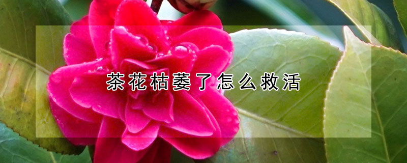 茶花枯萎了怎么救活