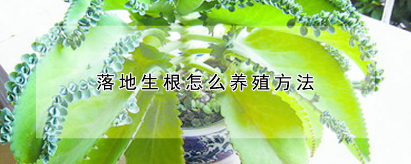 落地生根怎么养殖方法