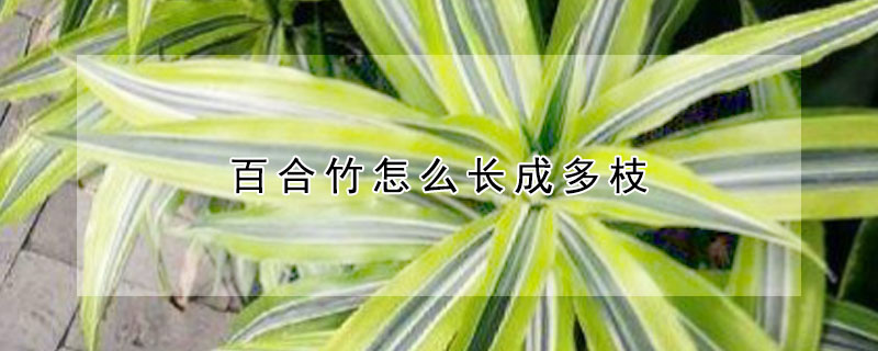 百合竹怎么长成多枝