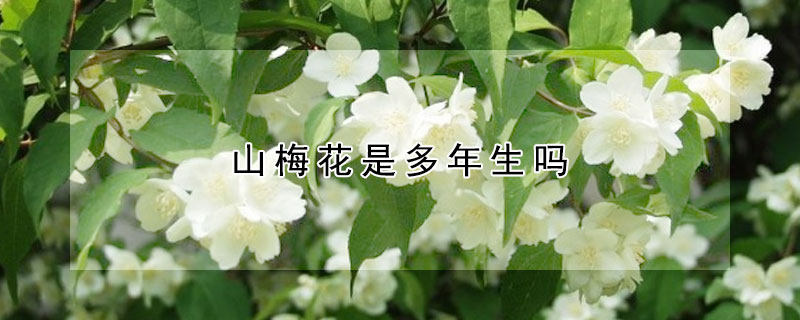 山梅花是多年生吗